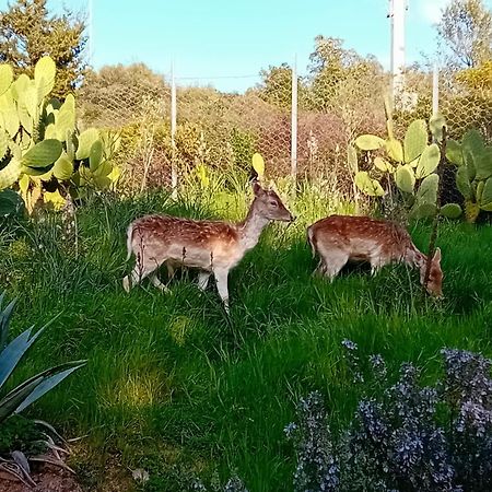 הוילה San Gregorio  La Fattoria Delle Tartarughe מראה חיצוני תמונה