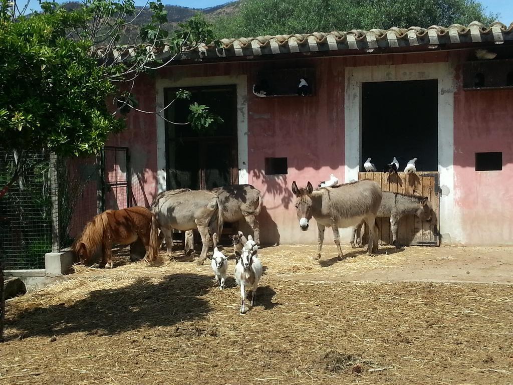 הוילה San Gregorio  La Fattoria Delle Tartarughe מראה חיצוני תמונה